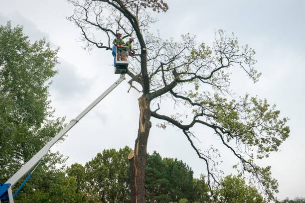 Professional Tree Care Services in Salem, VA