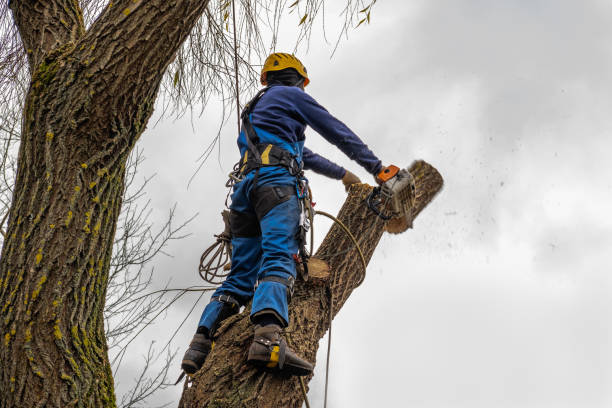 Best Seasonal Cleanup (Spring/Fall)  in Salem, VA