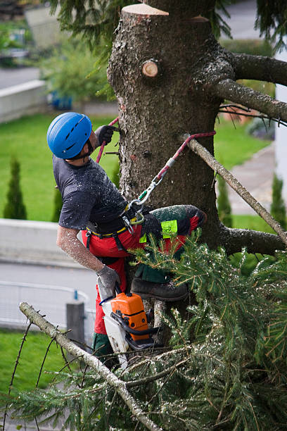 Best Tree Cabling and Bracing  in Salem, VA